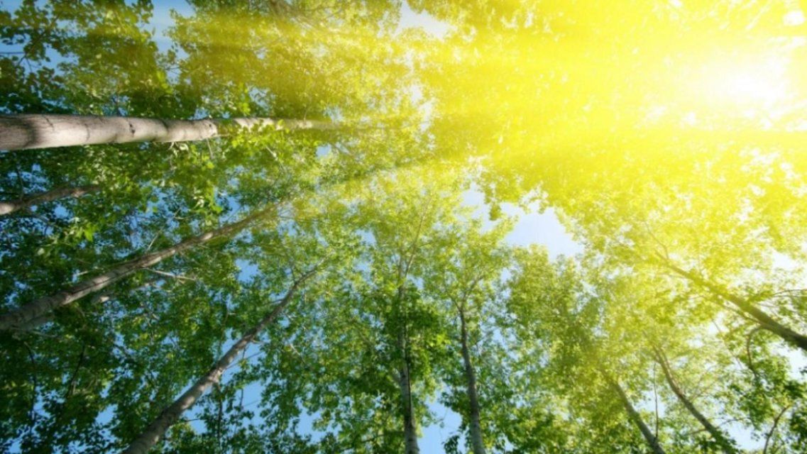 Сегодня в Орле будет тепло и солнечно