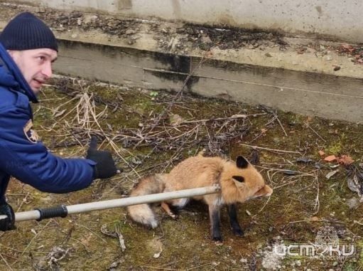 В орловской деревне лиса провалилась в котлован строящегося дома