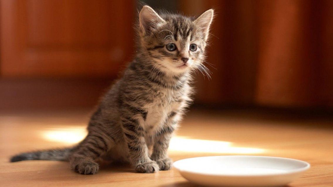 Орловчанам расскажут, какими болезнями можно заразиться от питомцев