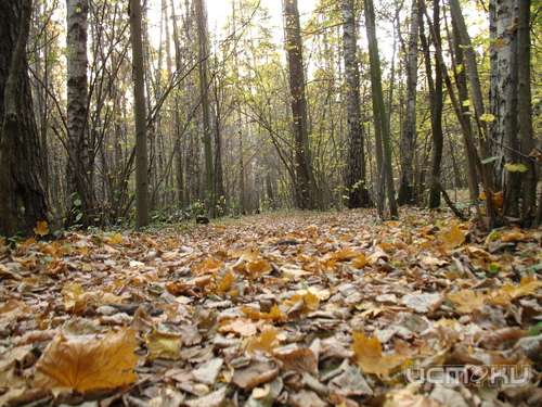 За отсутствие «бумажной» работы оштрафовали Мценское лесничество 
