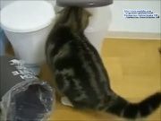 Кто сказал Мяу 66