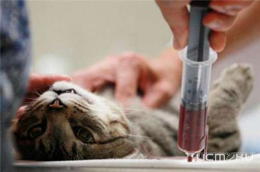 Орловчанин занимался нелицензированной эвтаназией