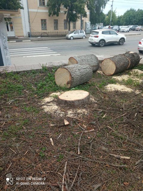 "Зачем мэр и его подельники варварски уничтожили прекрасные деревья?" (с)