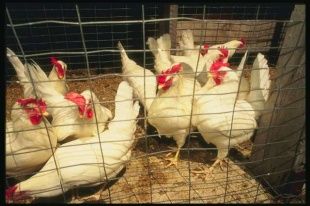 На Орловщине должно увеличиться производство яиц, птицы и свинины