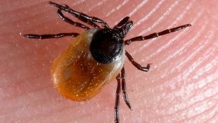 Продолжают кусать! Жертвами клещей стали 69 орловчан