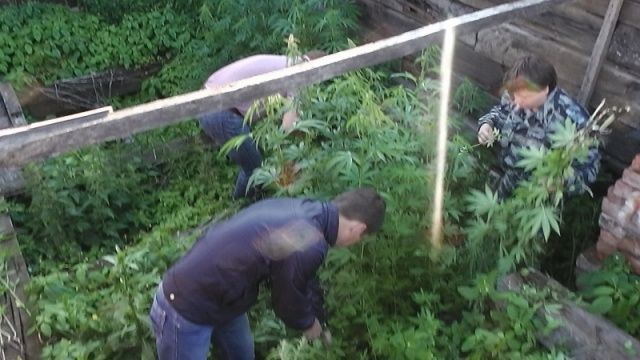 Новости за 90 секунд: купание в Оке опять под запретом, у наркополицейских очередной богатый улов - 600 кустов