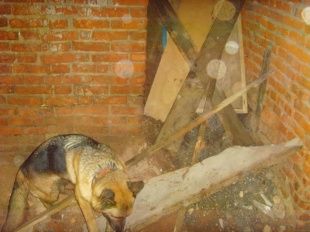 В Орле ищут волонтеров для обучения собак поиску людей