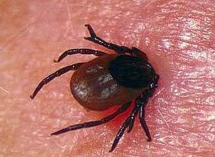 Клещи продолжают кусать жителей Орловской области