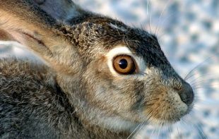 Под Орлом в ДТП погиб... заяц