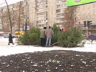 Елочные базары в Орле за гранью закона 