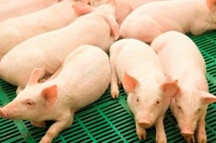 В Ливнах на рынке продавали поросят без документов