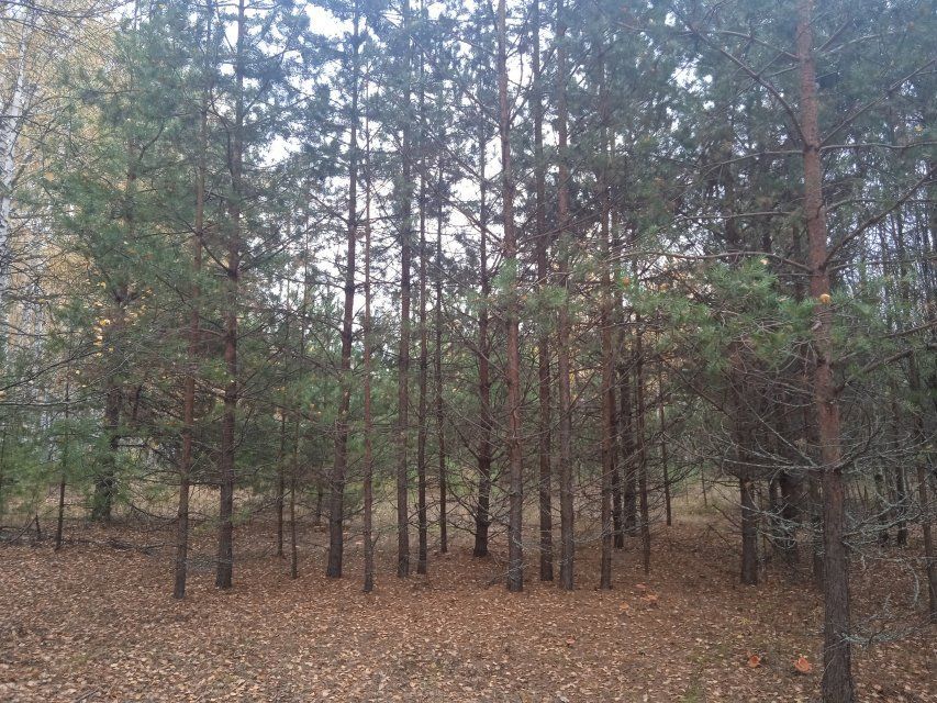 Орловским поисковым отрядам стало тяжелее работать из-за отсутствия интернета