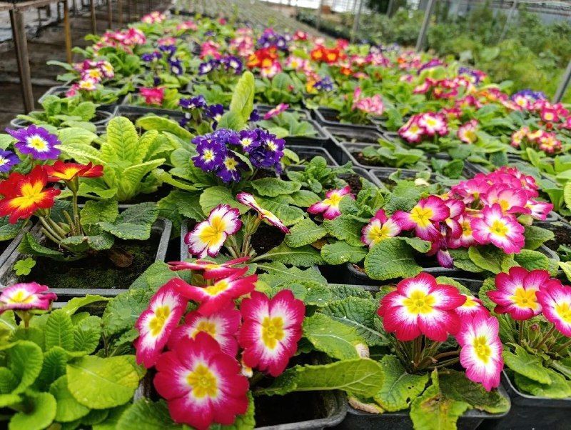 На орловских клумбах в этом году высадят 360 тысяч цветов