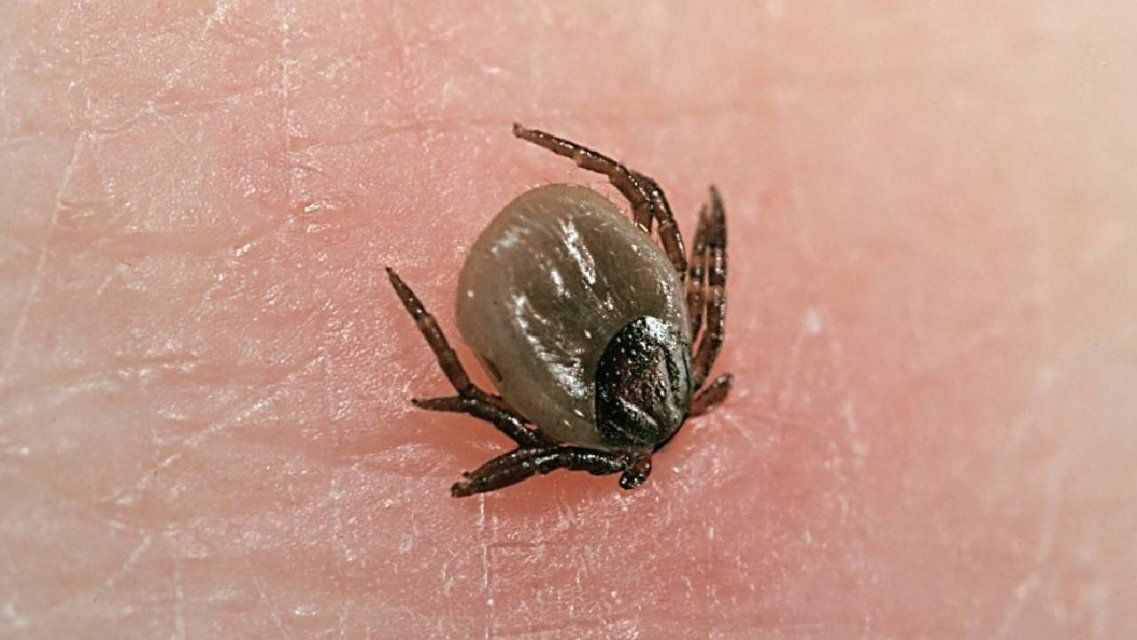 В Орловской области растет число детей, укушенных клещами