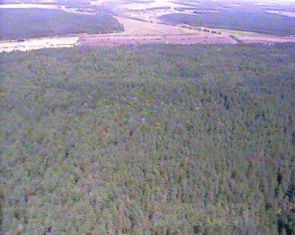 На Орловщине продолжается авиапатрулирование лесных массивов