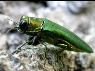 Новости за 90 секунд: городские чиновники в СМИ все также стабильно непопулярны, в области ликвидирован еще один завод, а у орловчан еще есть возможность попасть на главное танцевальное шоу года в Москву
