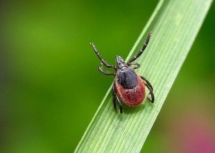 Клещи продолжают атаковать орловчан