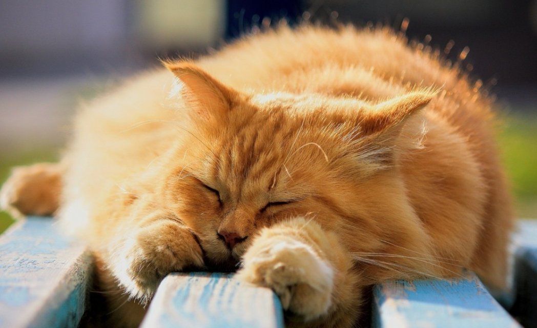 Солнечная и теплая погода ждет сегодня орловчан