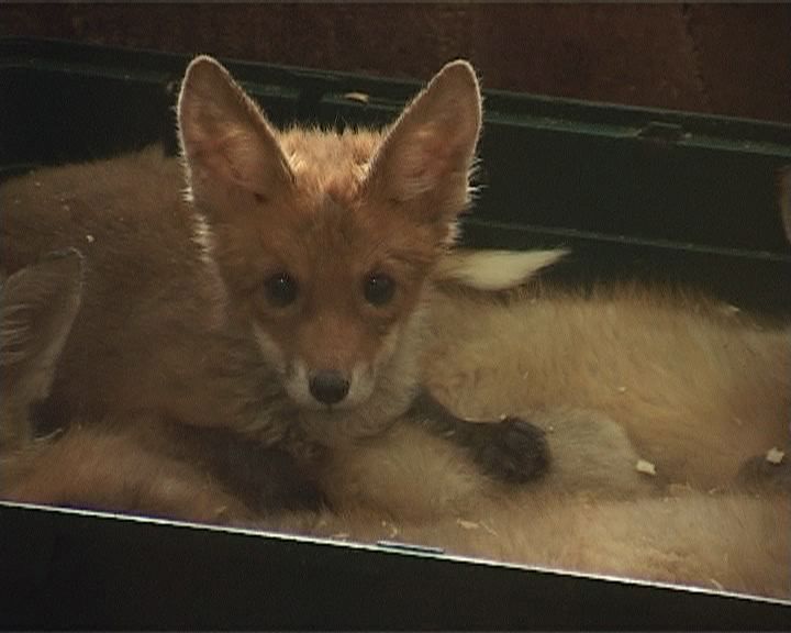 Лисы в парке