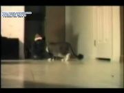 Кто сказал Мяу 2