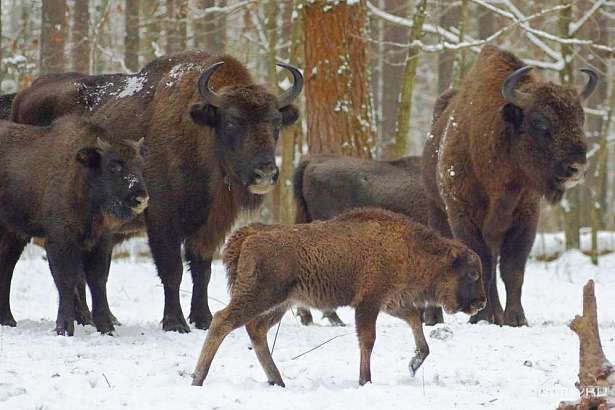 В Орле появится семья зубров 