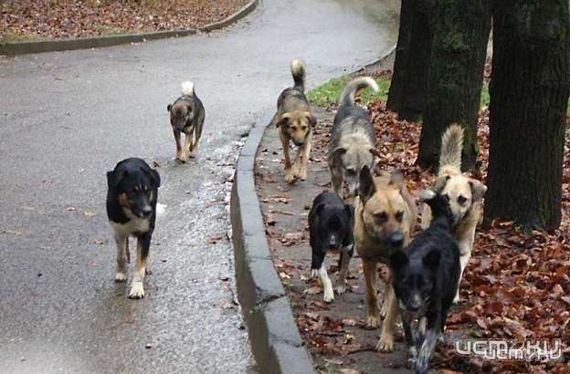 В Орле обсудили закон, который может властям региона разрешить усыплять бездомных собак