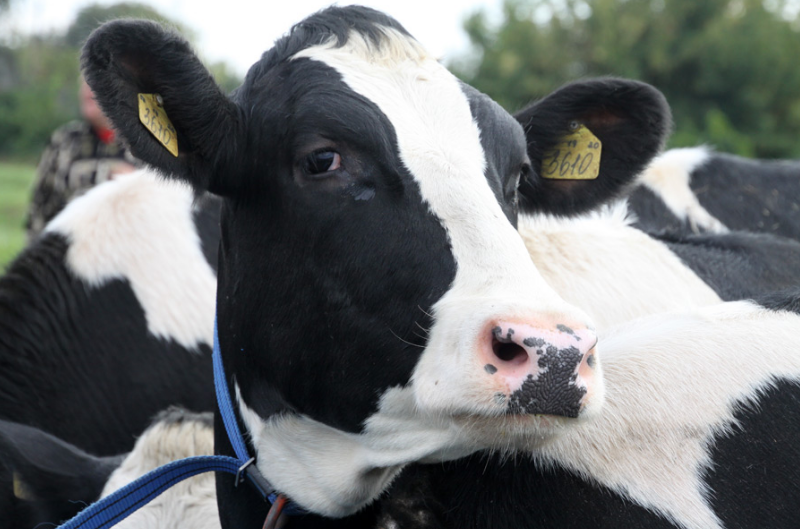 В Орловской области увеличилось поголовье крупного рогатого скота, свиней и птиц