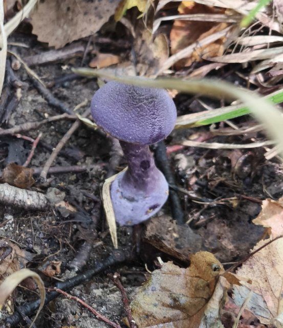 В «Орловском полесье» обнаружили краснокнижный гриб