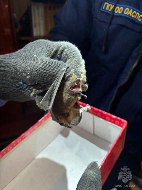 В Орле спасли летучую мышь 