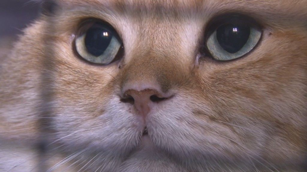 Ходят по подиуму не хуже моделей: в Орле прошла выставка кошек