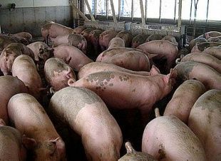 Орловские свинки уехали на Сахалин