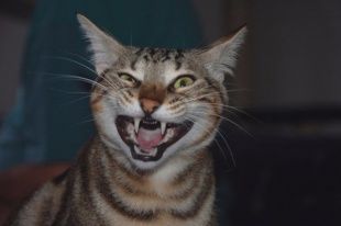 В Колпнянском районе обнаружили бешенство