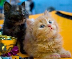 Ежегодная выставка домашних животных