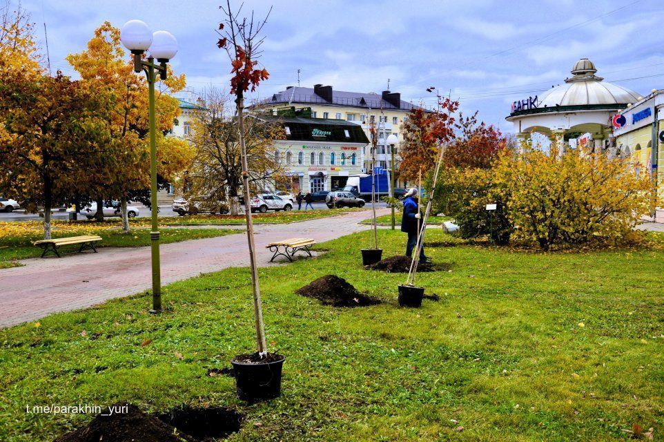 Деревья с Александровского моста в Орле «переезжают» 