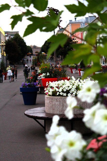 Растения с фестиваля «Стрелка» высадят на орловских улицах