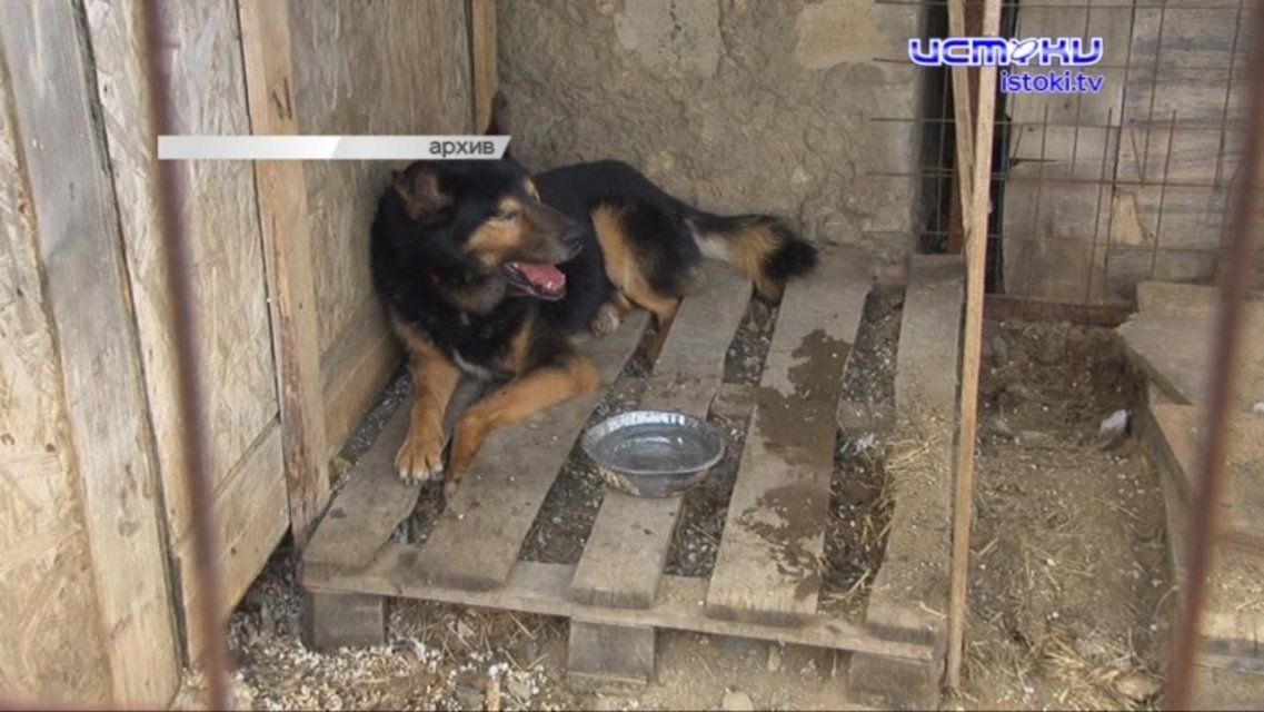 Денег нет, и дальше слов дело не идет: орловчане просят оградить их от стай бездомных собак