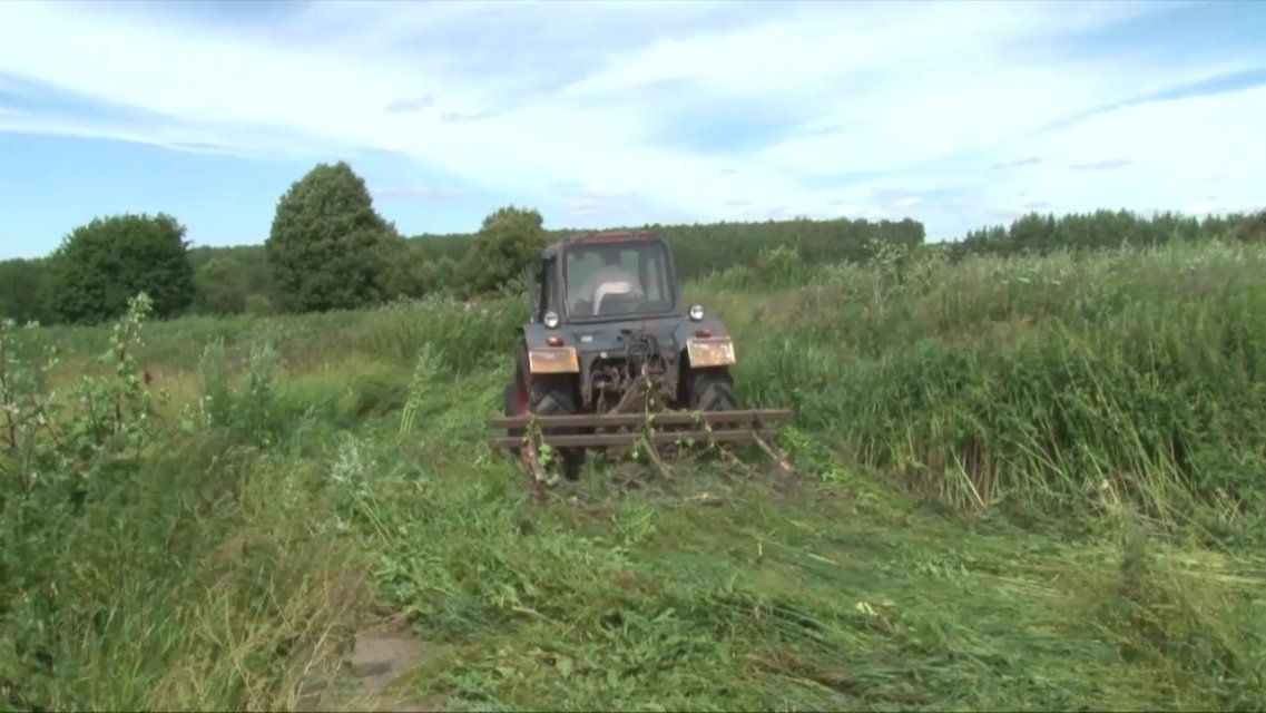 Полиция уничтожила плантацию с коноплей в Орловской области