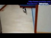 Кто сказал Мяу 55