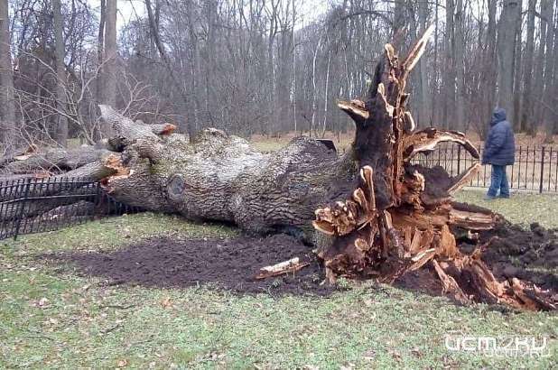 Саженцы Тургеневского дуба высадят весной