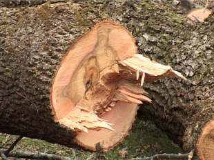 Выпиливать, а потом высаживать, или сохранять? В Орле подняли вопросы озеленения города 
