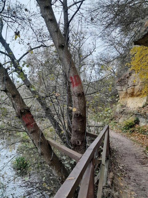 Орловскую прокуратуру озадачили странные метки на деревьях в районе Дворянки