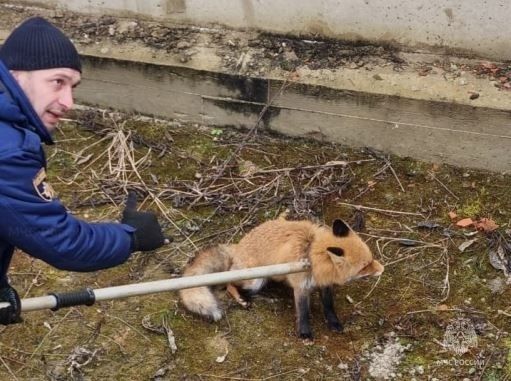В орловской деревне лиса провалилась в котлован строящегося дома