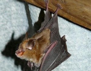 В квартиру залетела летучая мышь, на поле сгорело 4 га ячменя. Сводка МЧС