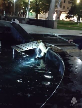 Спасение собаки из фонтана и женщины из оврага 