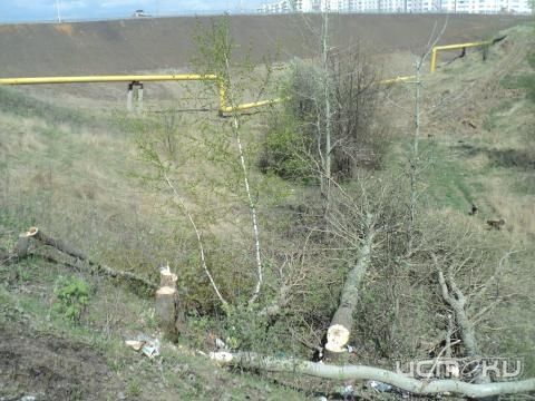 КТО СПИЛИЛ ДЕРЕВЬЯ?