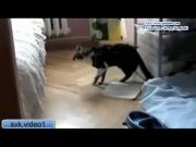 Кто сказал Мяу 20