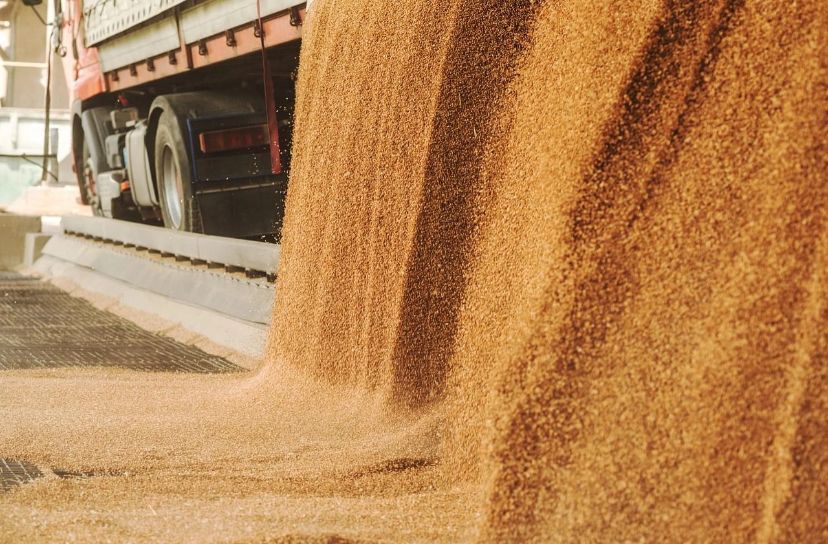 Экспорт орловской пшеницы в Беларусь вырос в 5 раз