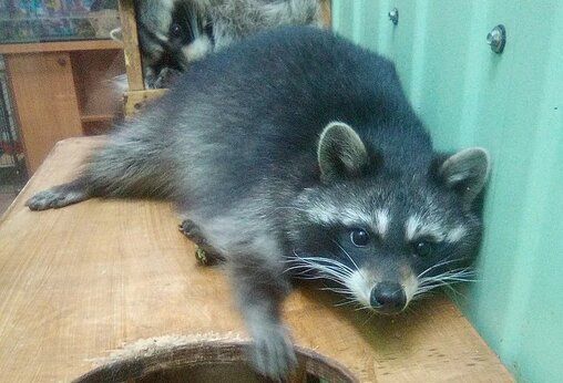 Орловские зоопарки получили лицензии на содержание животных