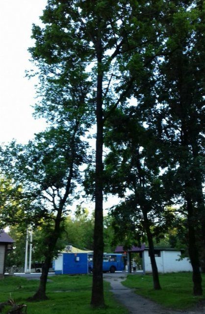 «Пора уже дежурство организовывать»: орловчан возмутили кресты на деревьях в Северном районе