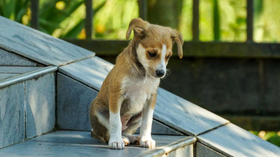 Орловчане просят муниципальный приют для бездомных животных — чиновники не находят средств